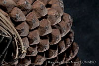 MASM03326 Pinus devoniana.jpg
