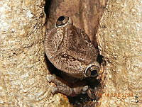 MCV001 Diaglena spatulata.jpg