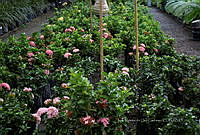 IMDOC 5817 Ixora enana rosa.jpg