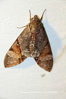 BGG047 Sphingidae.JPG