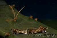 OIEA0002 Cactoblastis cactorum.jpg