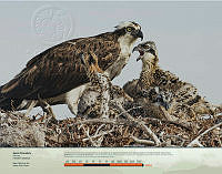 Águila Pescadora.jpg