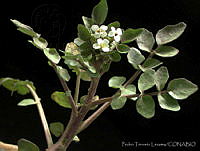 PTL0907 Nasturtium officinale.jpg