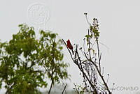 JHC0028 Cardinalis cardinalis.jpg