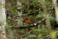 JHC0085 Habia fuscicauda.jpg