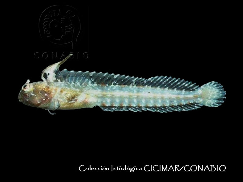 CICIMAR0121%20Coralliozetus%20rosenblatti.jpg.rSe90 v0MTXHZy9hQA3g0JtbmFja29CbnFuZ3NAbXJ6LGtwZwA.XzDzvcp9yW
