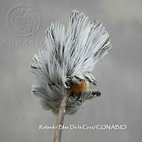 MN6PG0253 Megalopyge opercularis.jpg