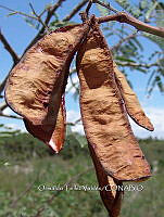 OTVBK029 0057 Acacia subangulata.jpg