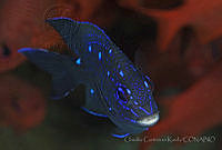 CCK0282 Microspathodon dorsalis.jpg