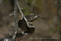 MASM02213 Masticophis flagellum.jpg