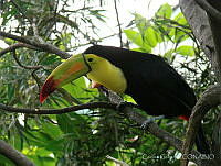 CGL3325 Ramphastos sulfuratus.jpg