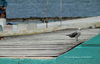 FBA0960 Leucophaeus atricilla.jpg