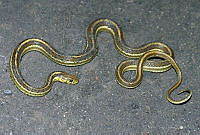VHL0521 Thamnophis rossmani.jpg