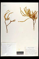 102083 Quercus tuberculata.jpg