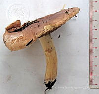 CBA0332 Tricholoma populinum.JPG