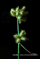 JF078 0408 Fuirena simplex.jpg