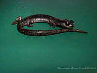 JLALyEPA0014 Pseudoeurycea melanomolga.jpg