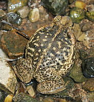 RCF0036 Rhinella marina.jpg