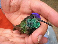 KMS0031 Eugenes fulgens.jpg