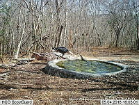 MAGB 0079 Geranospiza caerulescens.JPG