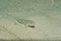 IDG1551 Coryphopterus sp..jpg