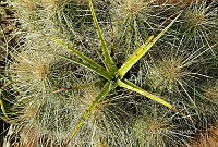 3R 01276 Agave.jpg