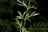 Xochiap 0560 Cosmos scabiosoides.jpg