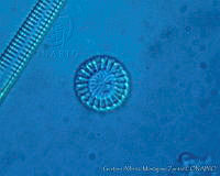 UNAMGAMZ-28 Cyclotella meneghiniana.jpg