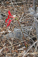 proy JF091 0456 Sprekelia formosissima.JPG