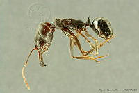 AGDE019-355 Odontomachus yucatecus.jpg