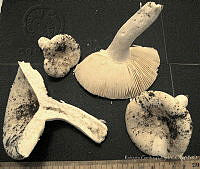 RGO0412 Russula perlactea.JPG