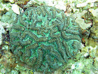 HPE105 Colpophyllia natans.jpg