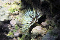 SMM007 Sabellastarte magnifica.jpg