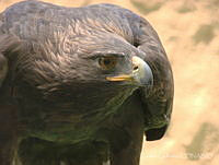 CGL2707 Aquila chrysaetos.jpg