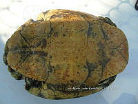 NE017 371 Trachemys venusta.jpg