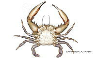 NE018 0962 Charybdis hellerii.jpg