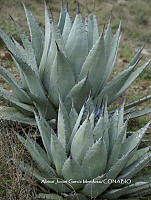 AJGM0040 Agave applanata.JPG