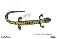 ME006 herp SCLC 0273 Bolitoglossa mexicana - Duméril, Bibron & Duméril, 1854.jpg