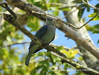 MHS0058 Thraupis episcopus.JPG