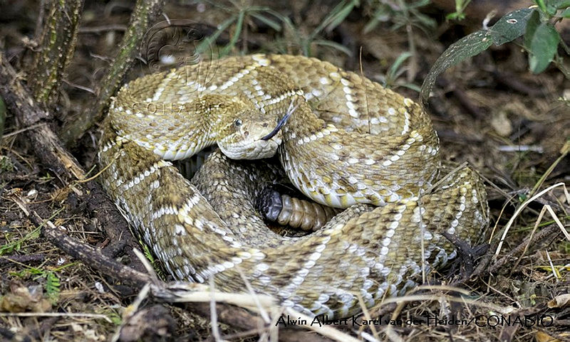 AAKVDH%200255%20Crotalus%20basiliscus.JPG.iSe3hd31MXEJn0tjQA3g0JtbmFja29CbnFuZ3NAbXJ6LGtwZQA.QJ31ncYiWk