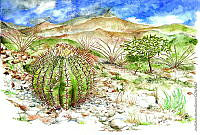 JMRM0031 Echinocactus platyacanthus.jpg