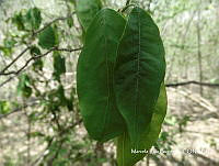MRG-2017-379 Zanthoxylum arborescens (MEGA-10ago17-d).JPG