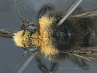 JAMR023 Bombus vosnesenskii.jpg