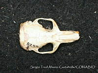 CIBNOR 8259_sd Thomomys bottae.jpg