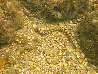 ALCM036 Myrichthys tigrinus.JPG