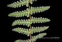 Zautla 0305 Woodsia mollis.jpg
