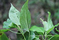 AKGC035 Acalypha macrostachya.JPG