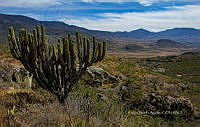 FBA0783 Pachycereus pringlei).jpg