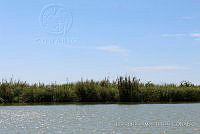 LH002 hum 0460 Phragmites australis.JPG