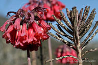 ORGR0223 Kalanchoe delagoensis.JPG